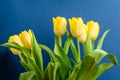 Side view of many small vivid yellow tulip flowers and green leaves on a dark blue studio paper, beautiful indoor floral backgroun Royalty Free Stock Photo