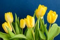 Side view of many small vivid yellow tulip flowers and green leaves on a dark blue studio paper, beautiful indoor floral backgroun Royalty Free Stock Photo