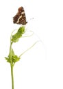 Side view of a Map butterfly landed on a wild plant