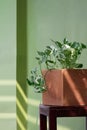 Marble Queen Pothos plant growing in clay flower pot on wooden chair with green cement wall background Royalty Free Stock Photo