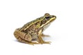 Side view of Marsh frog, Pelophylax ridibundus, isolated on white Royalty Free Stock Photo