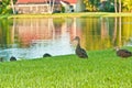 Large group of mottled ducks are marching across a grass lawn, to a tropical lake