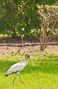 Stork walking through tall tropical grass