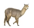 Side view of a Medium silver grey alpaca walking - Lama pacos