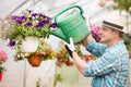 Side view of middle-aged man watering flower plants in greenhouse Royalty Free Stock Photo