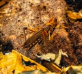 Side view of migratory locust in wilderness. Wilhelma, Struttgart Royalty Free Stock Photo