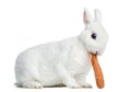 Side view of a Mini rex rabbit eating a carrot, isolated