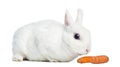Side view of a Mini rex rabbit sniffing a carrot, isolated Royalty Free Stock Photo