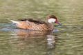 Side view mirrored bahama pintail anas bahamensis swimming in green water