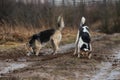 Dogs digging a hole at dirty contryroad