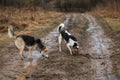 Dogs digging a hole at dirty contryroad