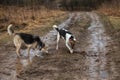 Dogs digging a hole at dirty contryroad