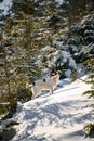 Side view on mixed-breed dog Laika in mountain downhill backlited with sun among snow-covered fir trees Royalty Free Stock Photo