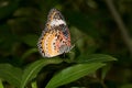 Side view of a monarch falter butterfly with closed wings photographed in a glasshouse Royalty Free Stock Photo