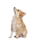 side view of a Mongrel, Bastard dog cross looking up, isolated on white