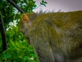 Side view of monkey having hairs all over