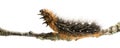 Side view of a Moth caterpillar on a branch, isolated