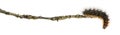 Side view of a Moth caterpillar at the end of a branch Royalty Free Stock Photo