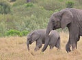 Side view of mother african elephant and her baby calf walking together and grazing peacefully in the wild savannah of the Masai M