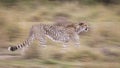 Cheetah walking in motion blur side view with smooth background in tall grass in Masai Mara Kenya