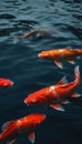 Side view of multiple koi fish with bright orange and white markings swimming in calm water Royalty Free Stock Photo