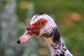 Side view of a muscovey duck looking at the viewer. Royalty Free Stock Photo