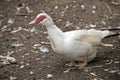 This is a side view of a muscovy duck