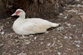 This is a side view of a muscovy duck