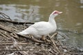 This is a side view of a muscovy duck