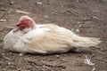 This is a side view of a muscovy duck