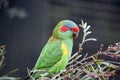 This is a side view of a musk lorikeet