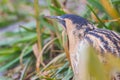 Side view great eurasian bittern botaurus stellaris hidden in reed