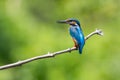 Side view of male kingfisher alcedo atthis standing on branch Royalty Free Stock Photo
