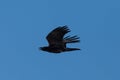 Side view northern raven corvus corax in flight, blue sky, spread wings Royalty Free Stock Photo