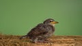 Side view of nestling of grey bird common starling Sturnus vulgaris sitting among dry twigs straw on green background.