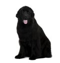 Side view of Newfoundland dog, sitting Royalty Free Stock Photo