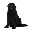 Side view of Newfoundland dog, sitting Royalty Free Stock Photo