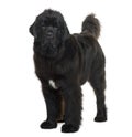 Side view of Newfoundland dog, standing Royalty Free Stock Photo