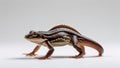 Side view of newt in walking pose with tail flat and limbs angled, on white background Royalty Free Stock Photo