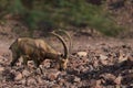 Side view of a Nubian ibex capra - rare mammal found in Israel wadi desert areas