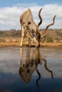 Side view of a nyala drinking from a pool