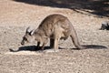 A Kangaroo-Island kangaroo Royalty Free Stock Photo