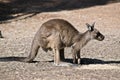 A Kangaroo-Island kangaroo Royalty Free Stock Photo