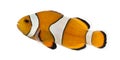 Side view of an Ocellaris clownfish, Amphiprion ocellaris