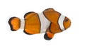 Side view of an Ocellaris clownfish, Amphiprion ocellaris Royalty Free Stock Photo