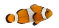 Side view of an Ocellaris clownfish, Amphiprion ocellaris