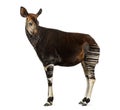 Side view of an Okapi standing, looking back, Okapia johnstoni Royalty Free Stock Photo