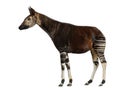 Side view of an Okapi standing, Okapia johnstoni, isolated Royalty Free Stock Photo