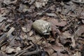 An old Cicada cocoon or shell on the forest floor Royalty Free Stock Photo
