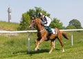 Side view of one jockey riding an arabian race horse on the race track, trees in the background Royalty Free Stock Photo